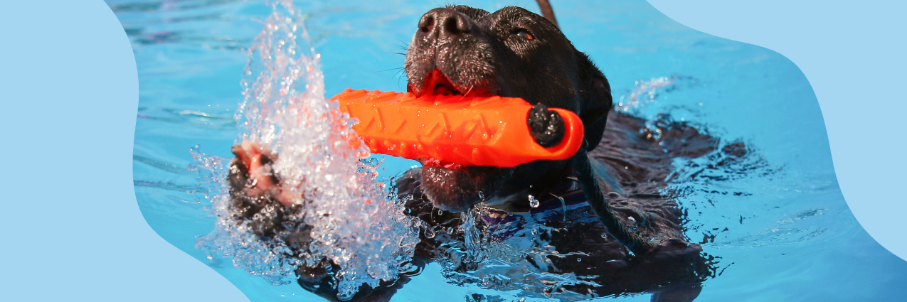 the_k9_corridor_sponsorship